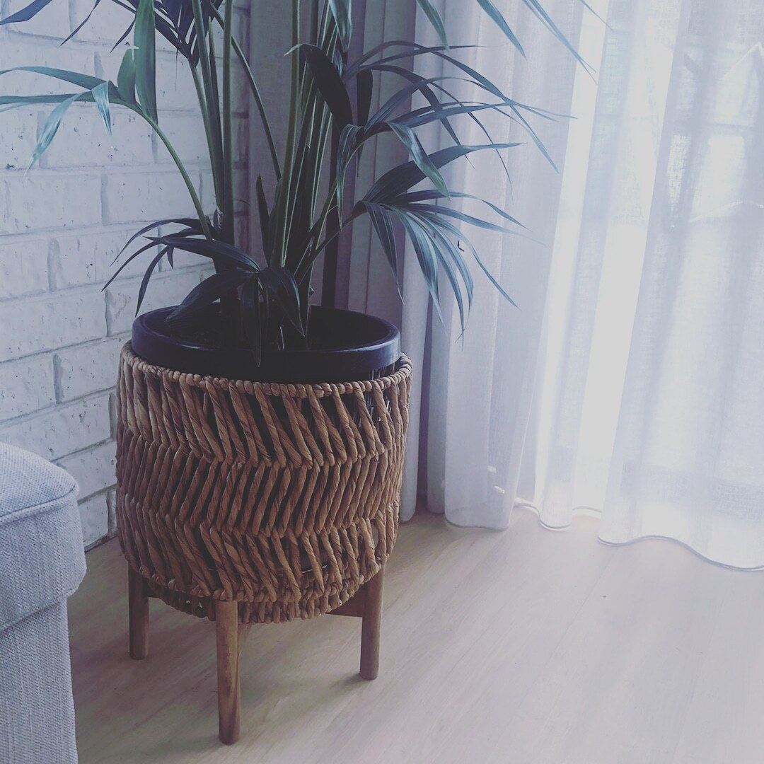Close-up of a sheer curtain beside a potted palm